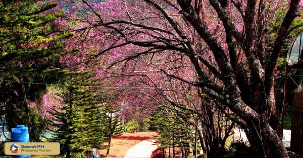 1. The Majestic Atok’s Sakura Park
