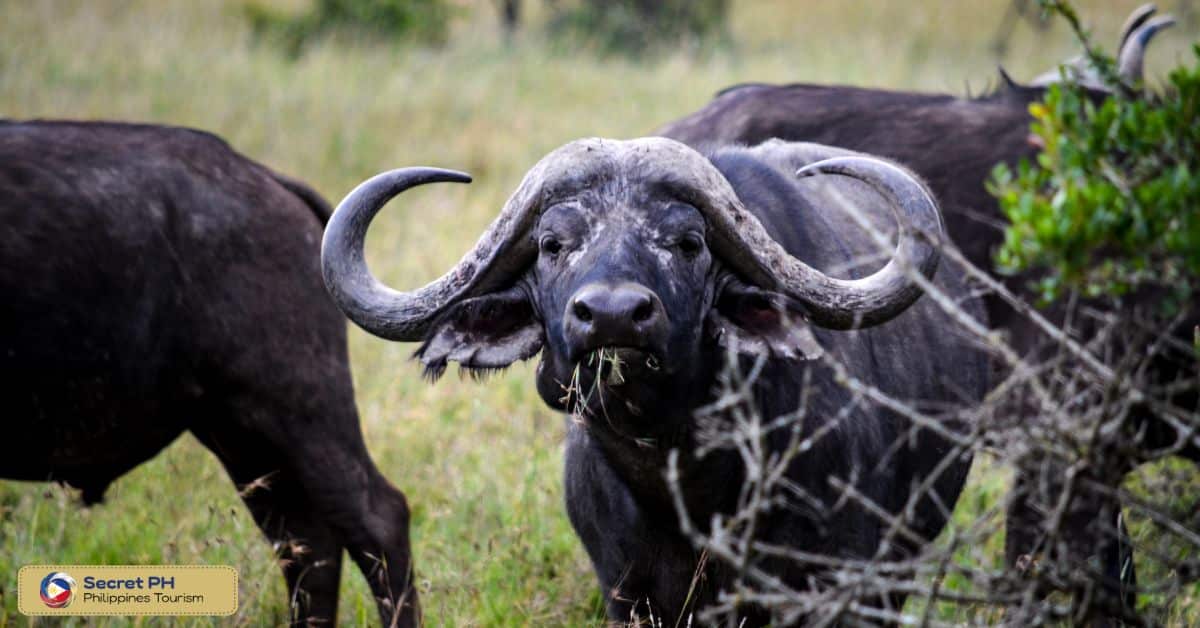 Animal Encounter 8: Tamaraw