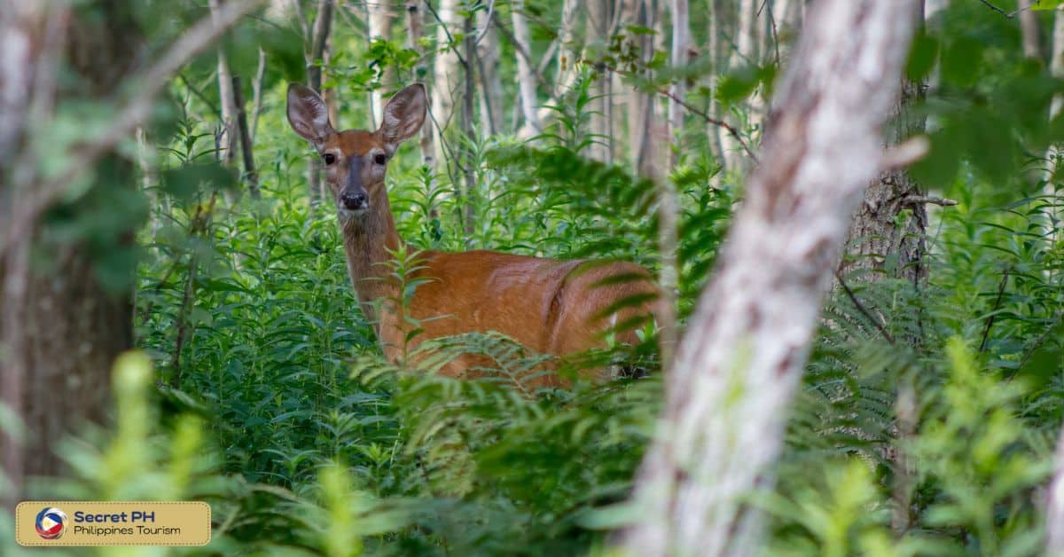 Philippine Brown Deer