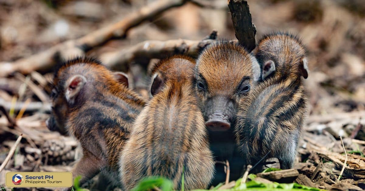 Philippine Warty Pig