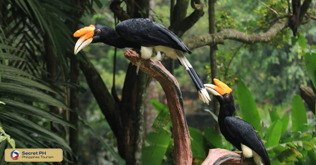 Luzon Hornbill
