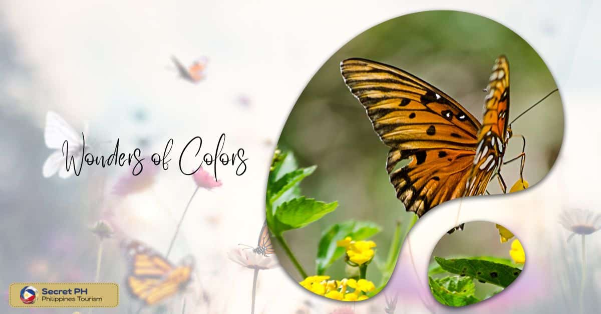 Wonders of Colors