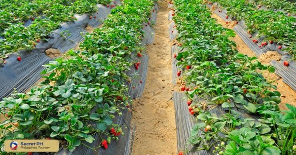 The Charm of Strawberry Farms