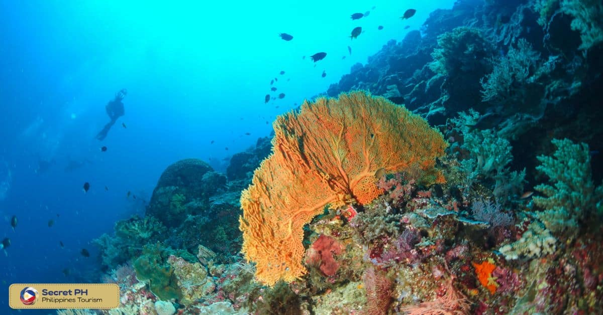 Tubbataha Reef National Marine Park