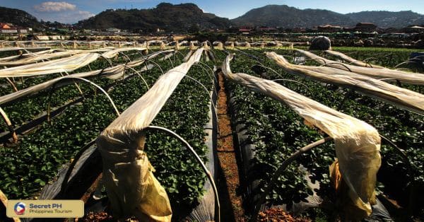 2. Exploring the Strawberry Fields of La Trinidad