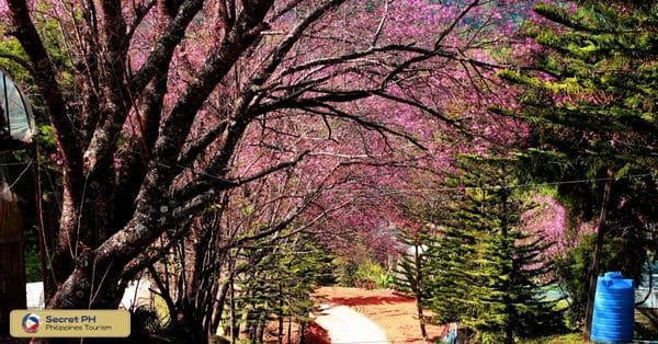 2. Lush Treasures of Atok's Sakura Park