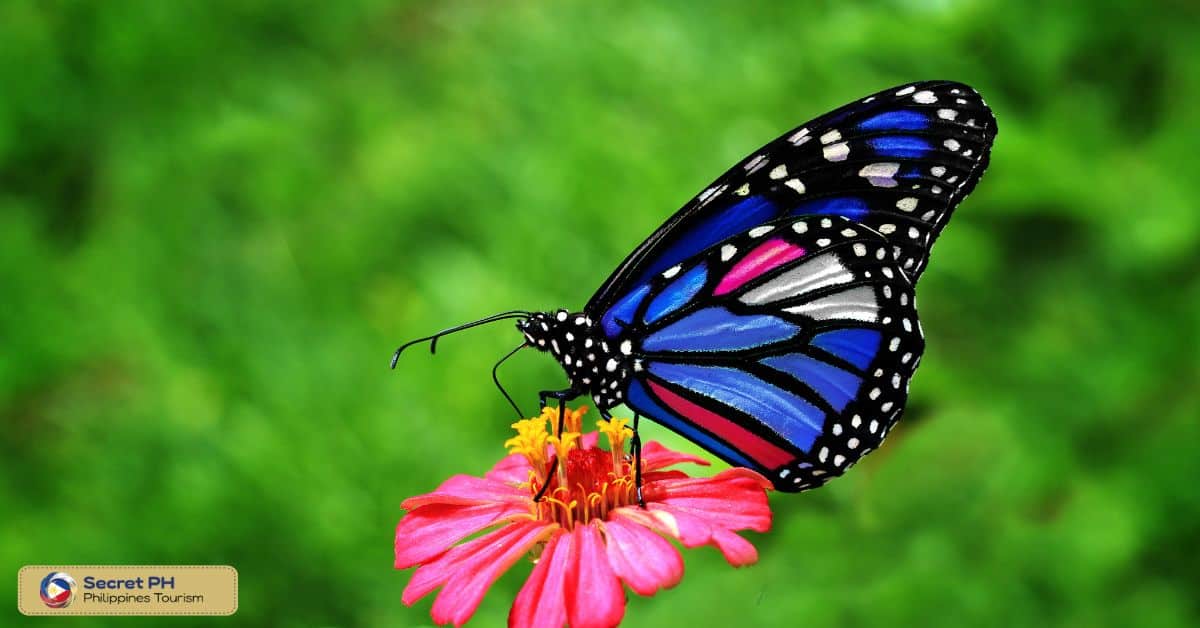 Wonders of Colors