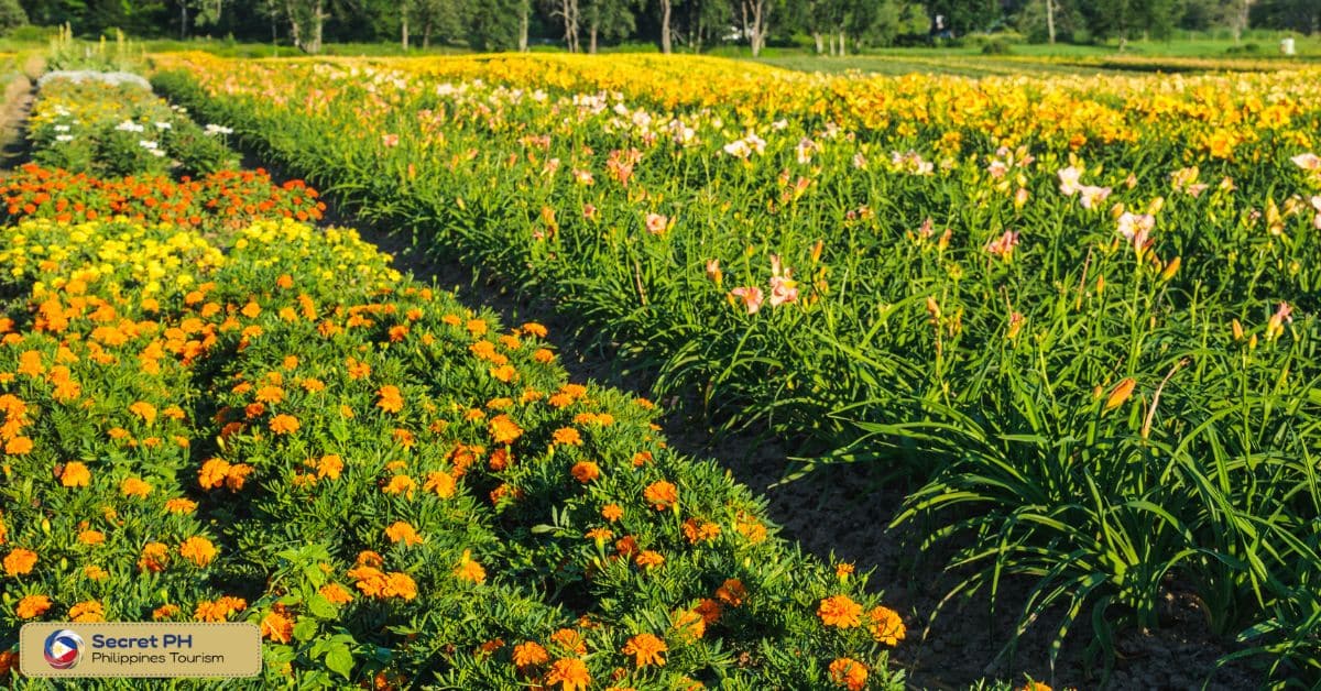VJB Ornamental Plant Farm