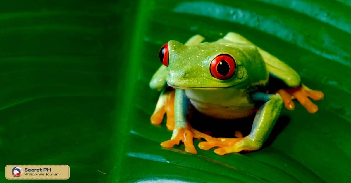 Mount Banahaw Tree Frog