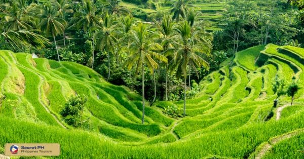 Unique characteristics and architectural marvel of the terraces