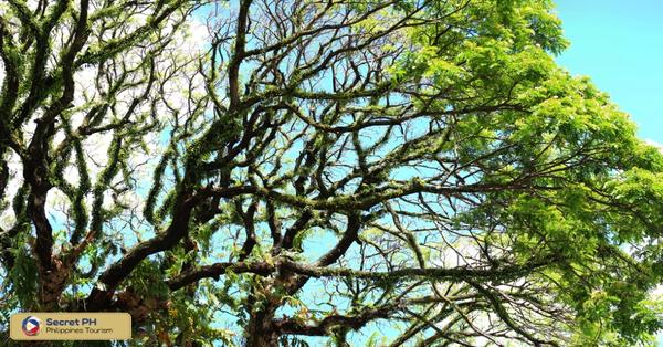 3. Aciga Tree