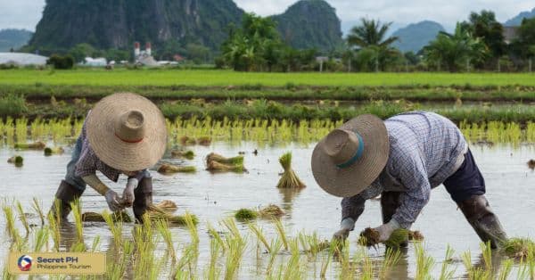 Learning about the traditional farming practices
