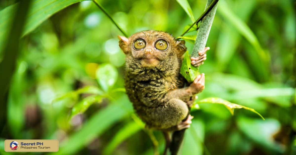 Animal Encounter 2: Tarsiers