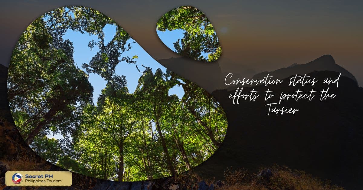 Conservation status and efforts to protect the Tarsier