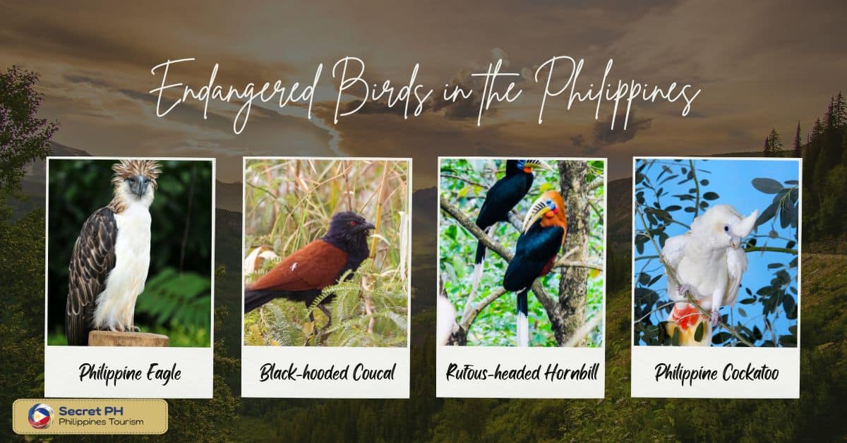 Endangered Birds in the Philippines