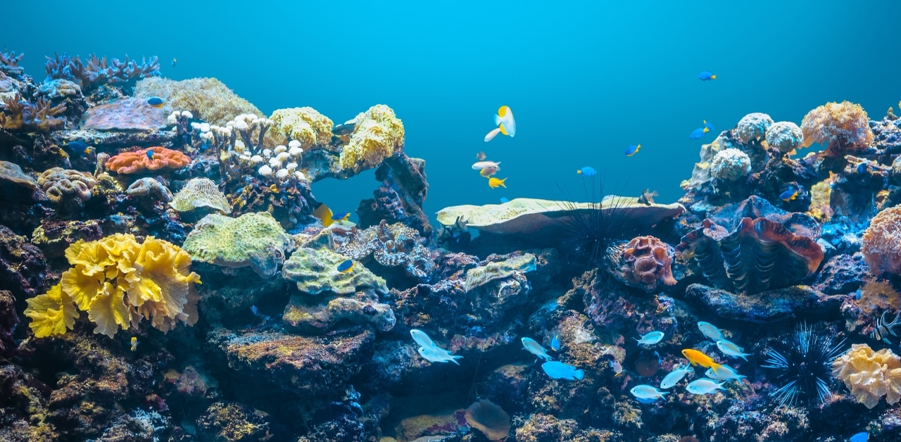 Tubbataha Reef National Marine Park