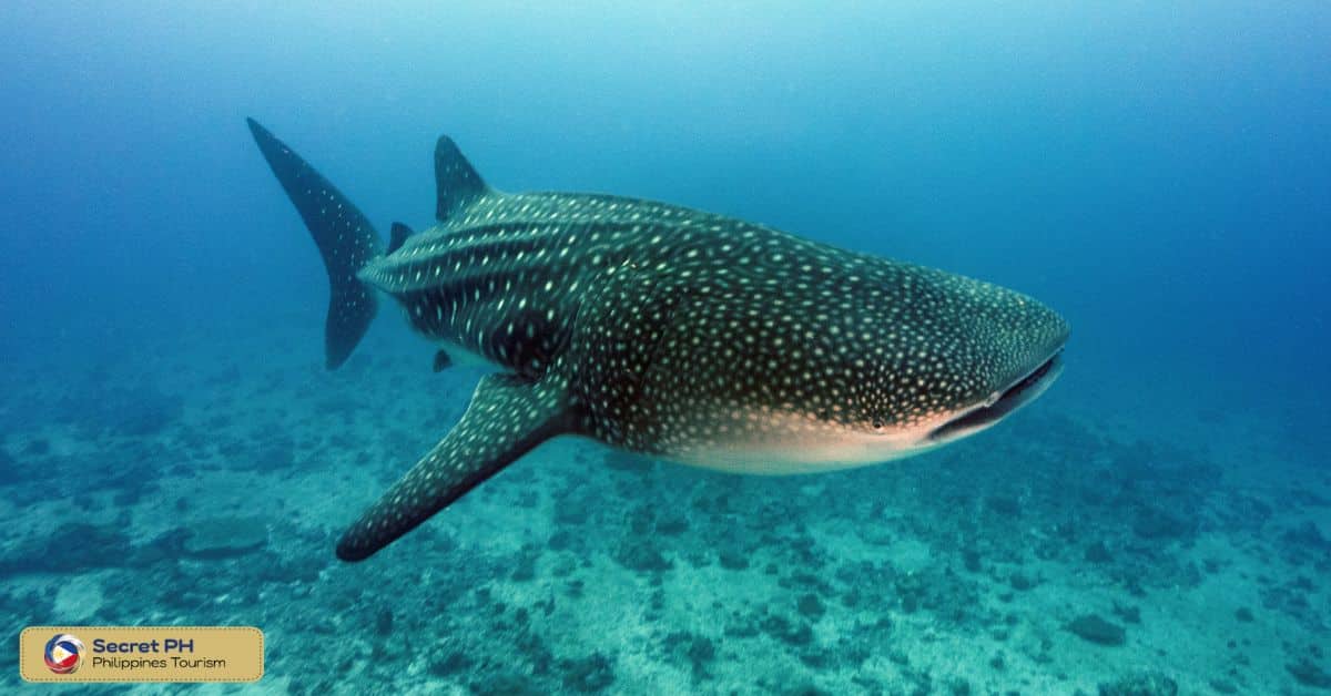 Animal Encounter 3: Whale Sharks