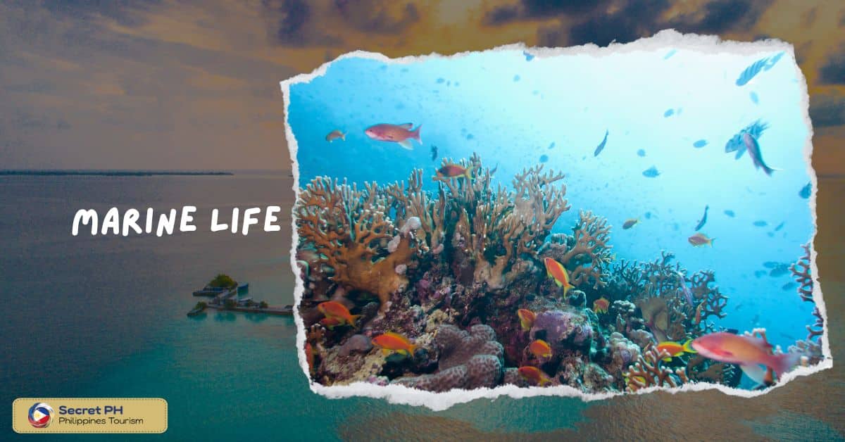 Marine Life and Diving Sites