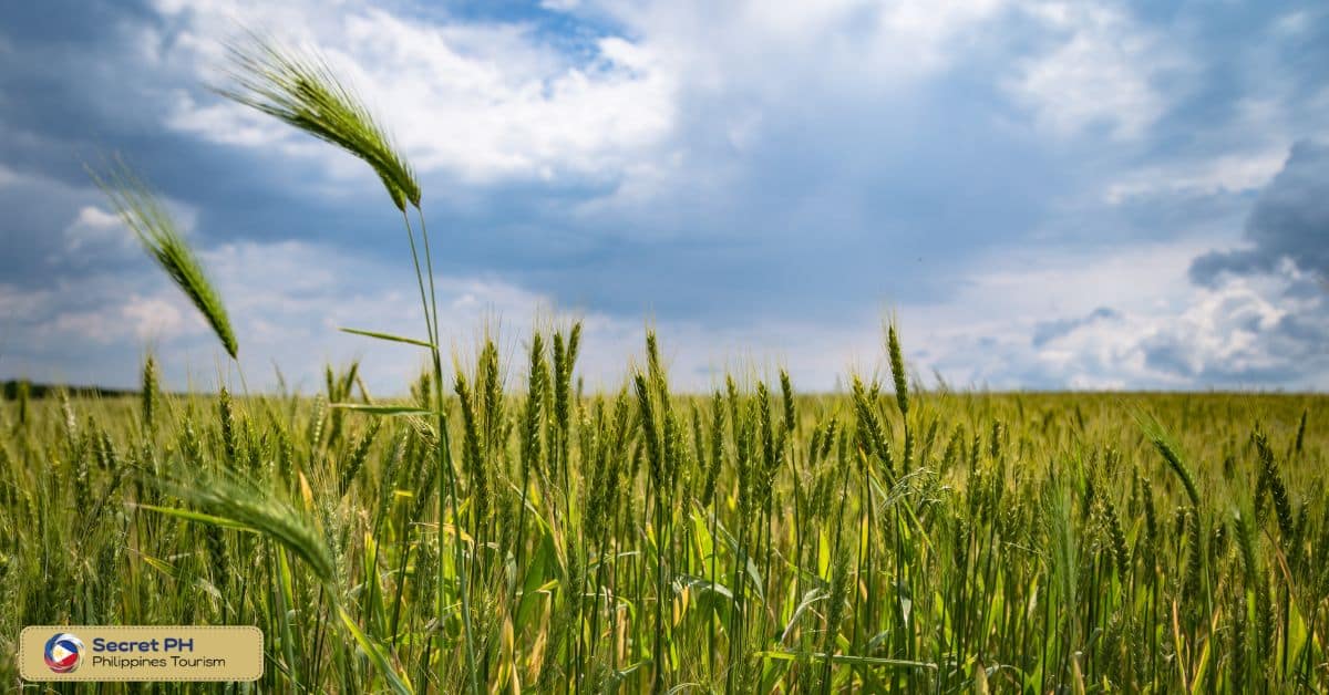 Effects of the wet season on the country