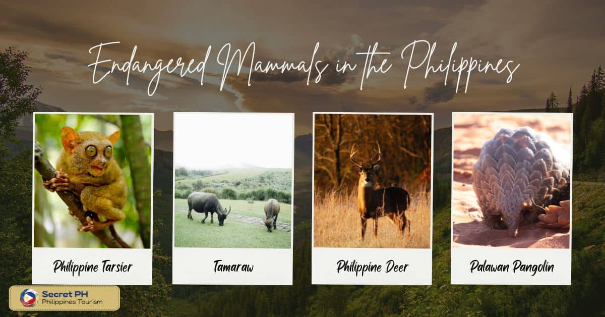Endangered Mammals in the Philippines