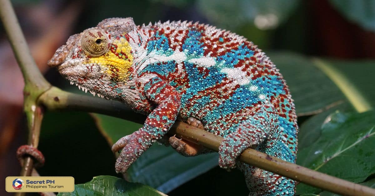 Animals in the Philippine Rainforest