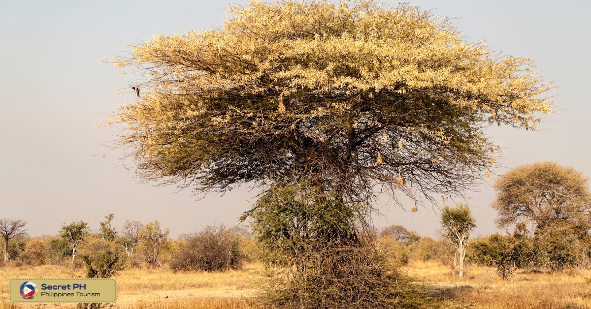 Weather patterns during the dry season