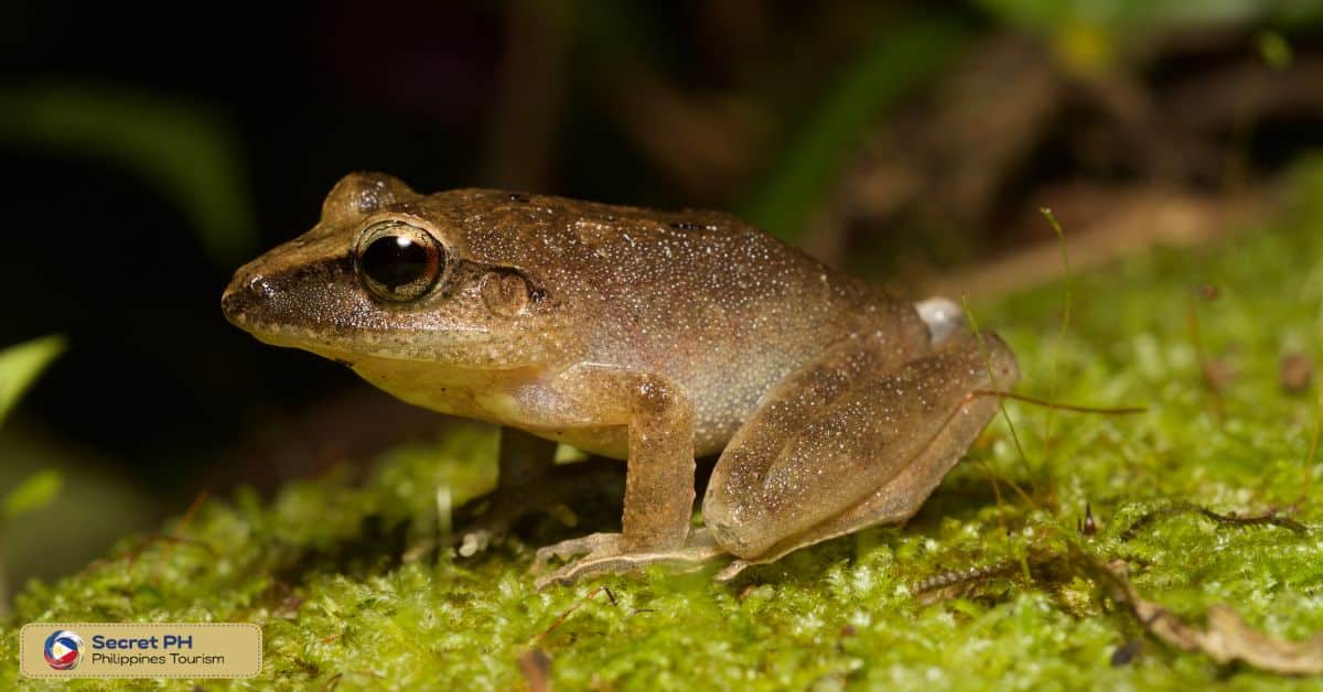 Unique Biodiversity and Endemic Species