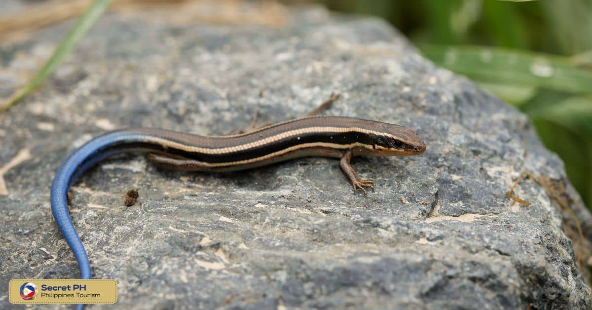 Banahaw Slender Skink