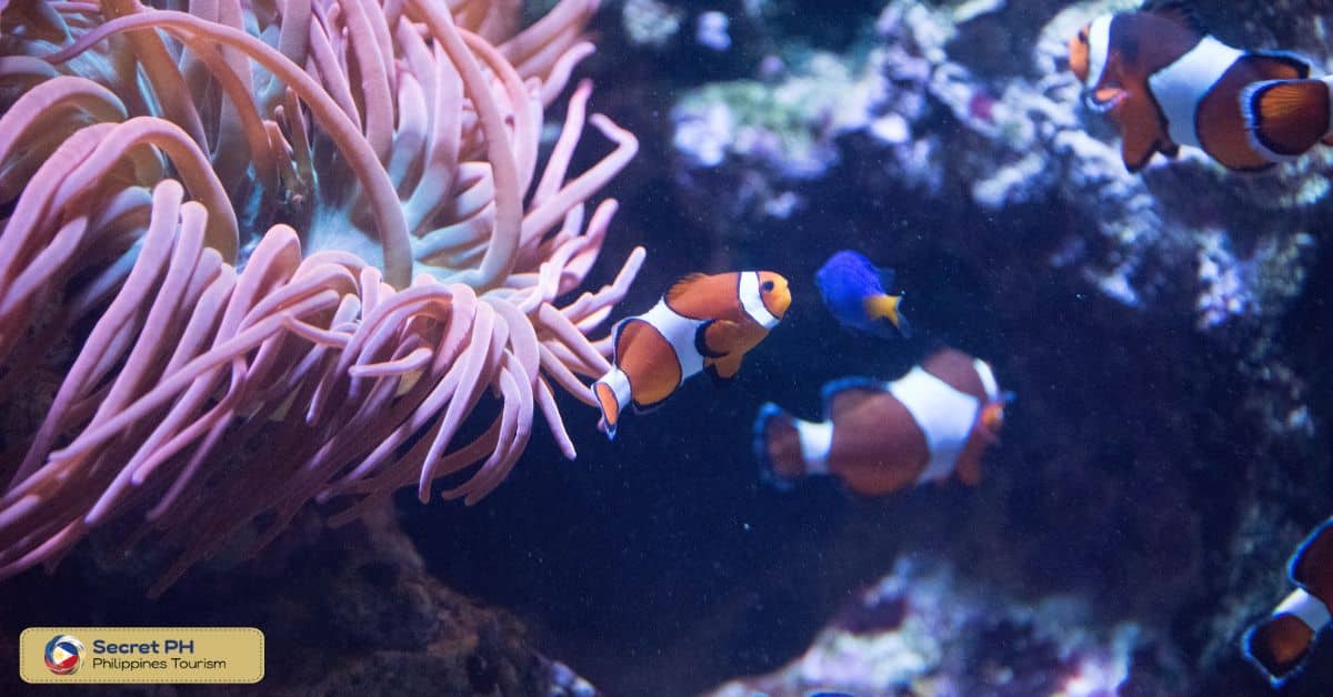 The Philippines as the "center of marine biodiversity"