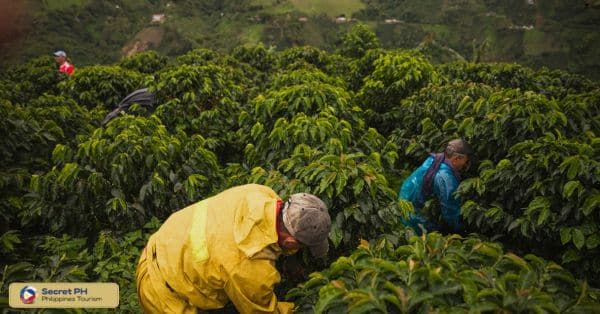 Goldhill Coffee Farm