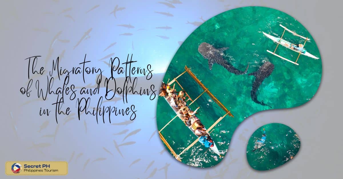 The Migratory Patterns of Whales and Dolphins in the Philippines