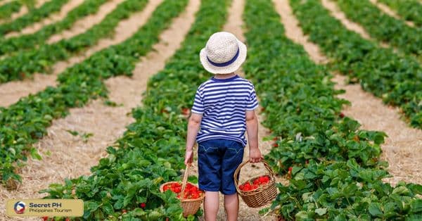 8. Visit the Strawberry Farms and Enjoy Fresh Produce in Benguet