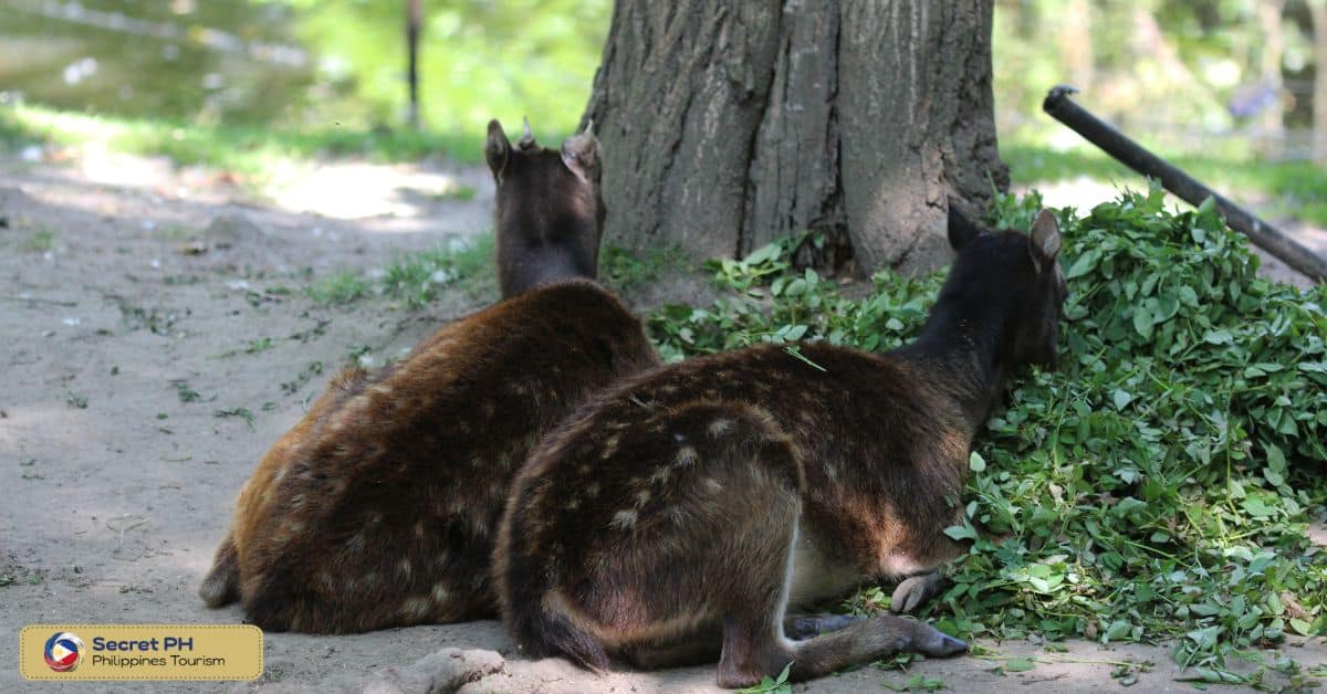 Animal Encounter 7: Philippine Deer