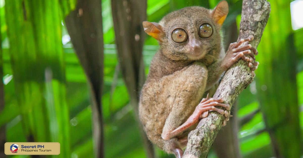 Philippine Tarsier