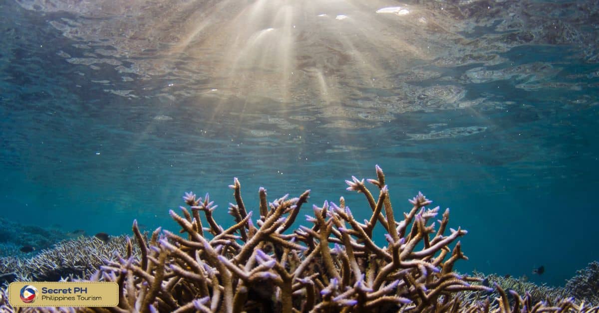 Coral reef restoration