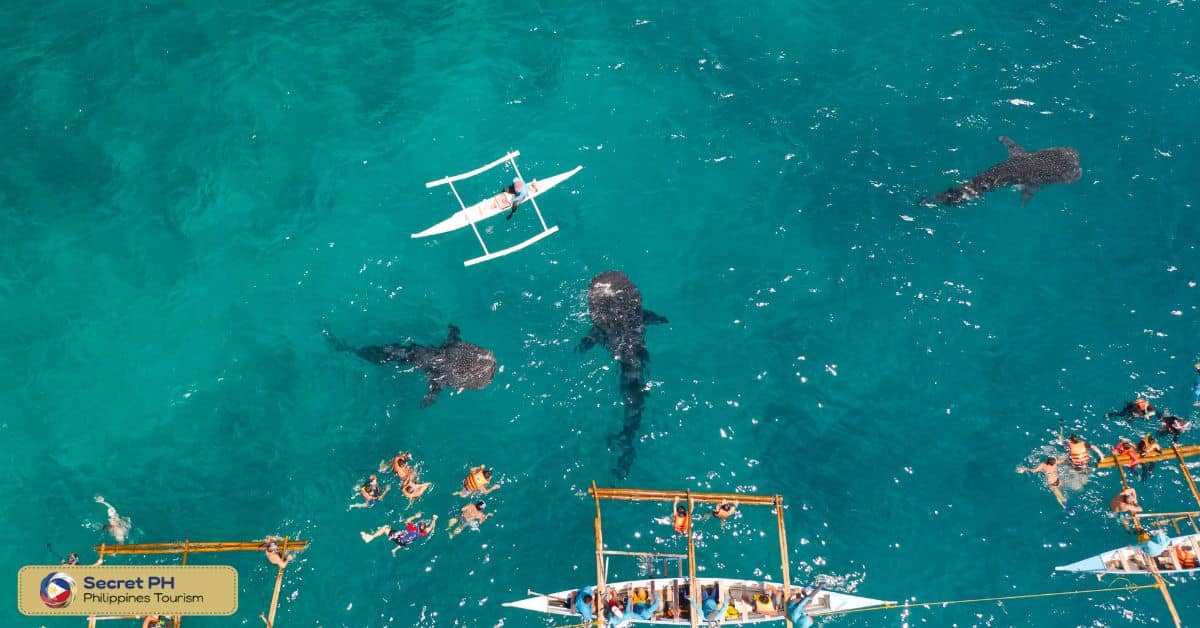 The Migratory Patterns of Whales and Dolphins in the Philippines
