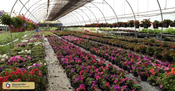 Bahong Sunflower Farm