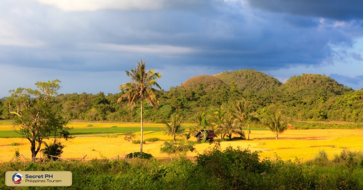 Best Time to Visit the Chocolate Hills