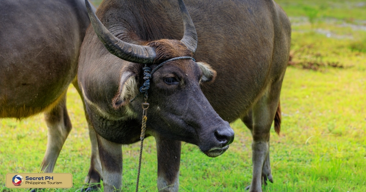 Carabao-Carroza Festival