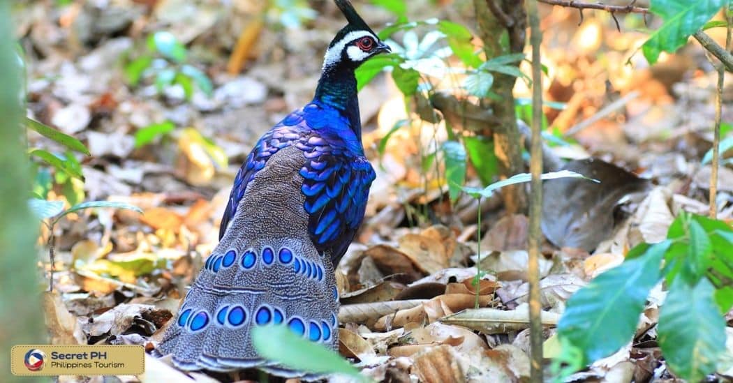 Conservation Efforts for Endemic and Rare Species