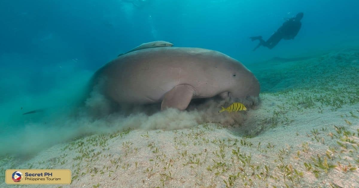 Conservation Programs