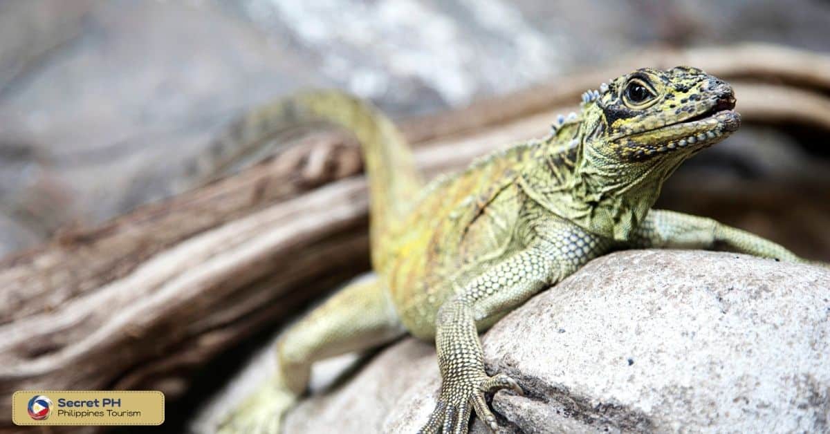 Conservation Status of the Philippine Sailfin Lizard