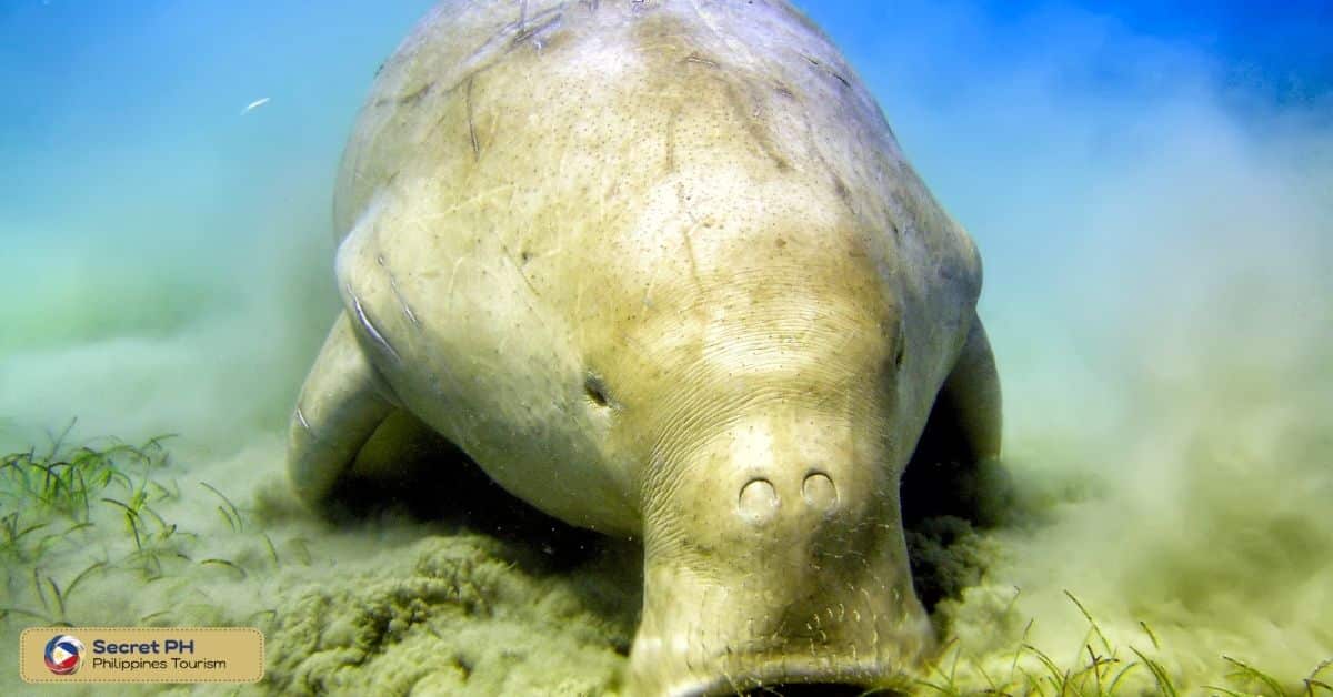 Cultural Significance of Dugongs in the Philippines