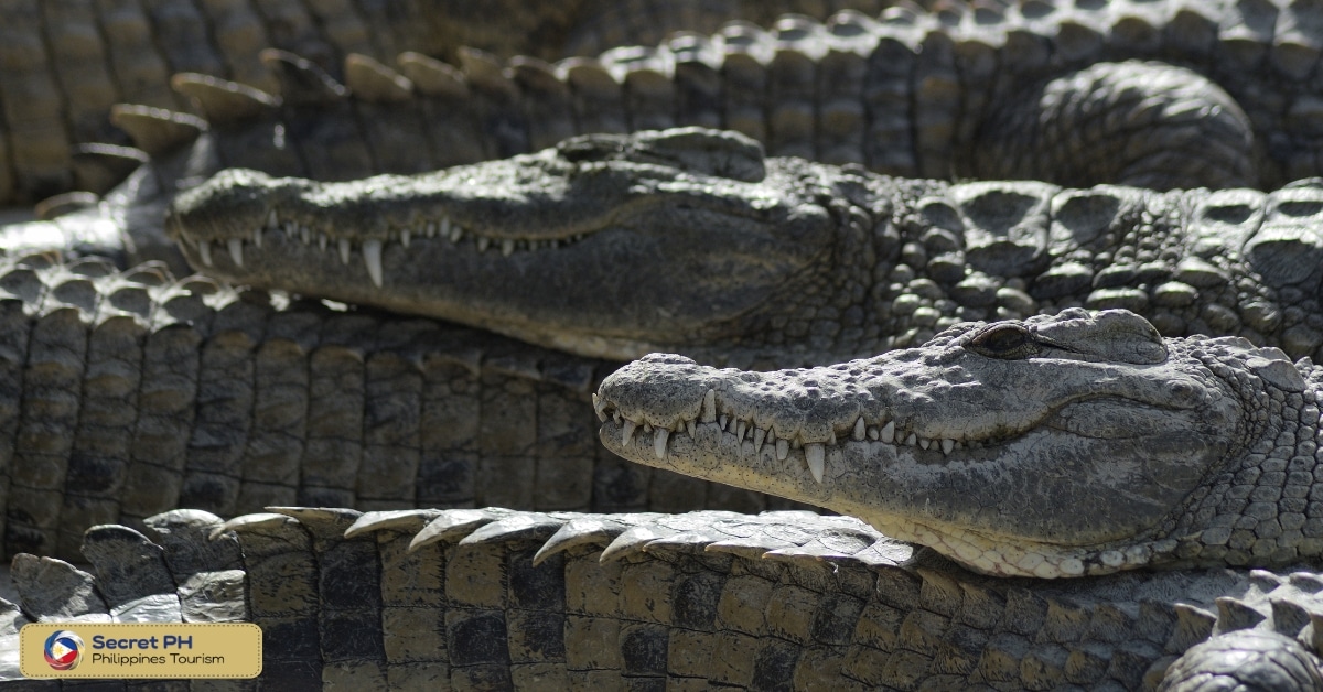 Davao Crocodile Park: Crocodile Kingdom of Davao