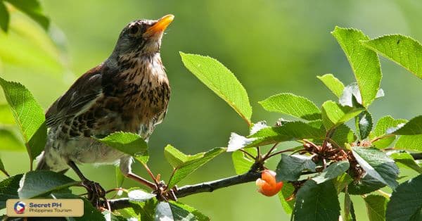 Discovering the Avian Wonders of Benguet2