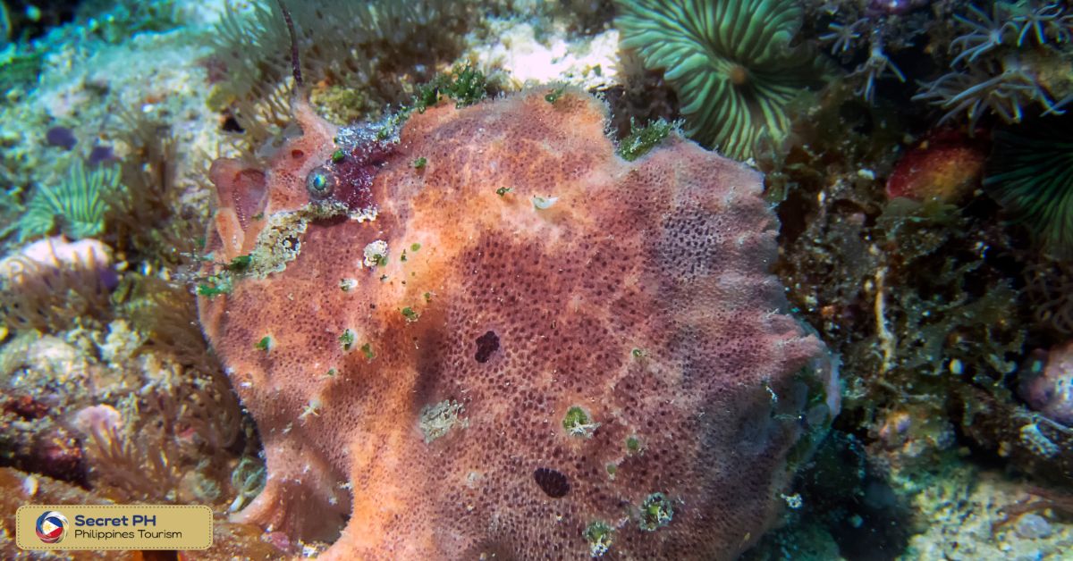 Diving in Malapascua Island: A World-Renowned Destination