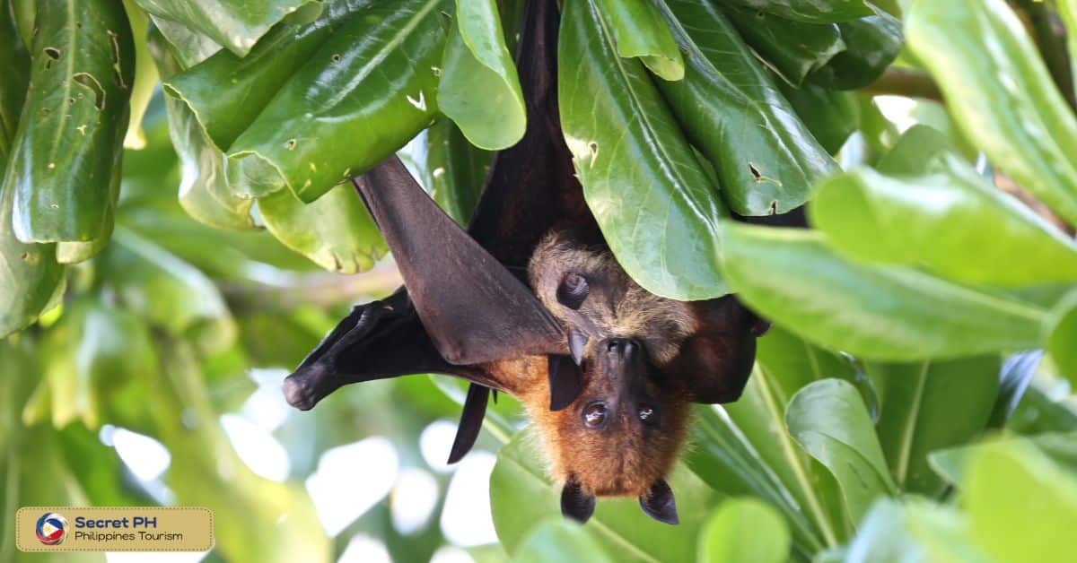 Endemic Species of Mount Banahaw-San Cristobal National Park