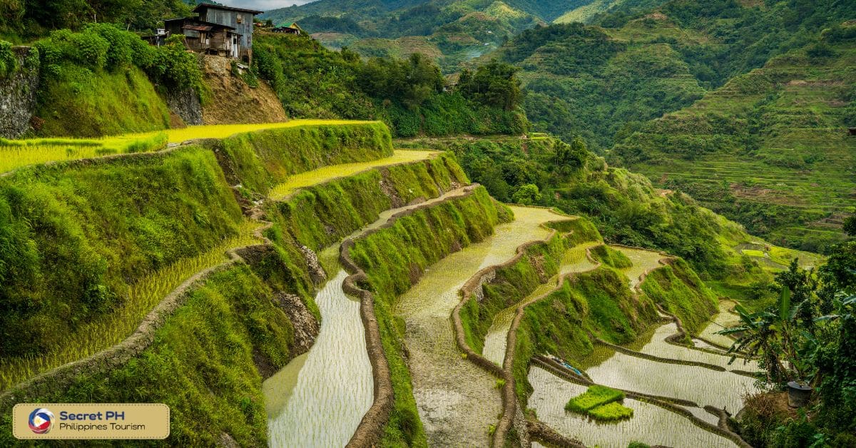 Engineering and Construction of the Terraces