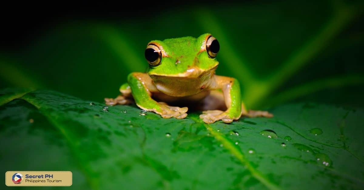 Fauna Diversity