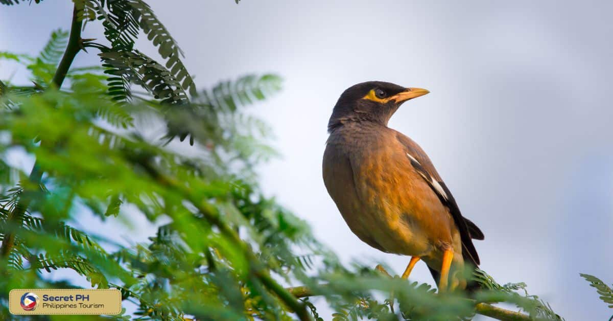 Fauna: Endangered and Protected Wildlife